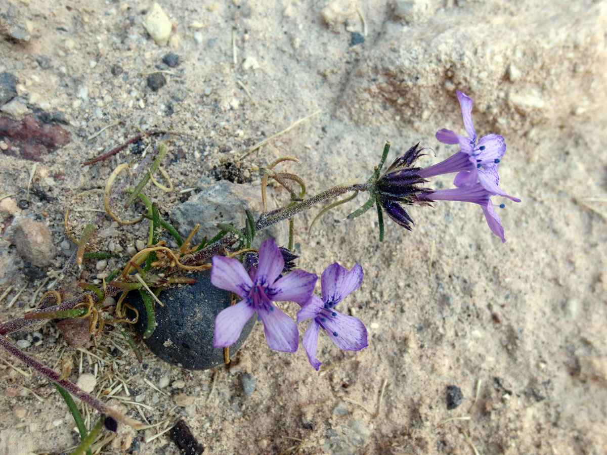 Blooming by Susan Fluegel